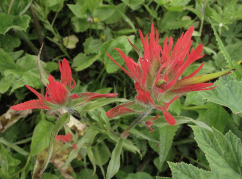 Scarlet Indian Paintbrush