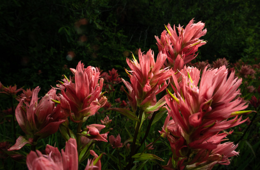 Scarlet Indian Paintbrush