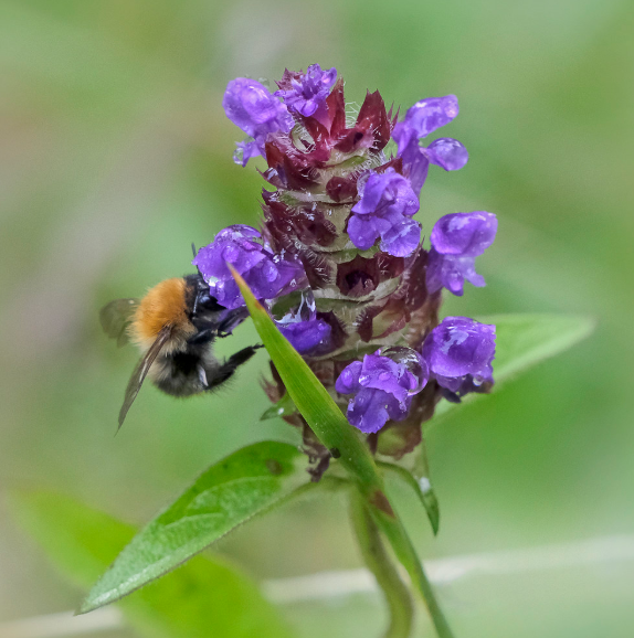Self-Heal (Heal-All)