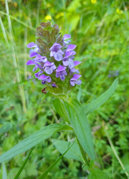 Self-Heal (Heal-All)