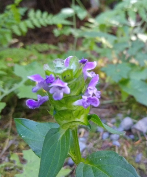Self-Heal (Heal-All)