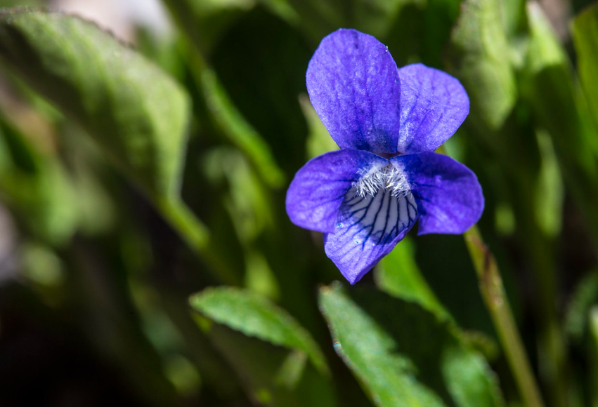 Early Blue Violet