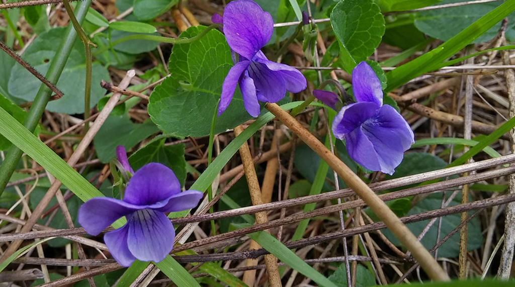 Early Blue Violet