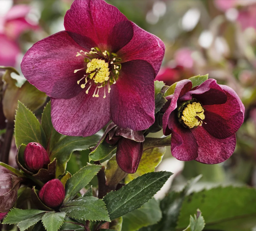 Ice N' Roses Red Hellebore