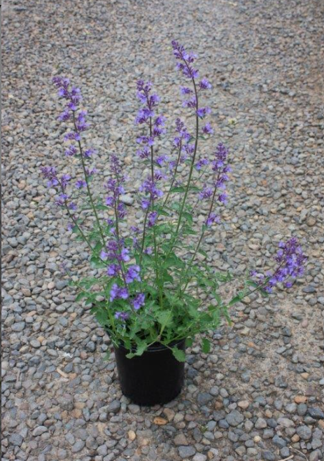 Junior Walker Catmint