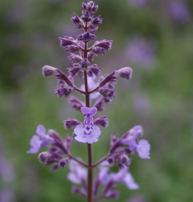 Junior Walker Catmint