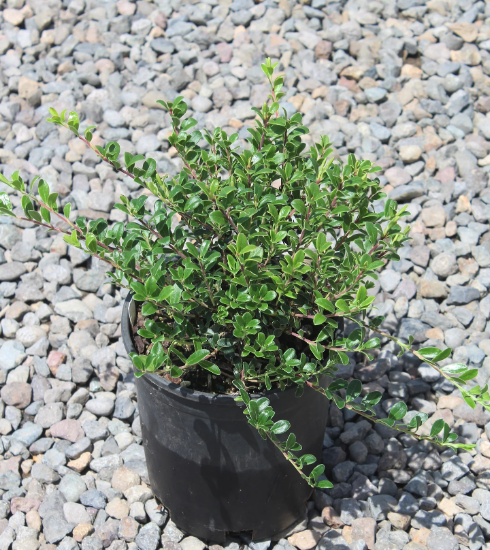 Kinnikinnick 'Massachusetts' / Bearberry