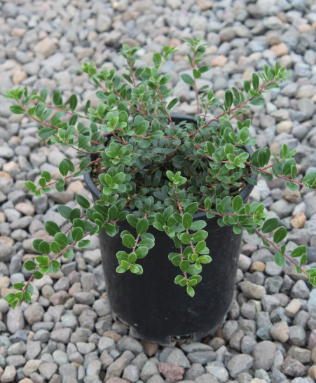 Kinnikinnick 'Massachusetts' / Bearberry