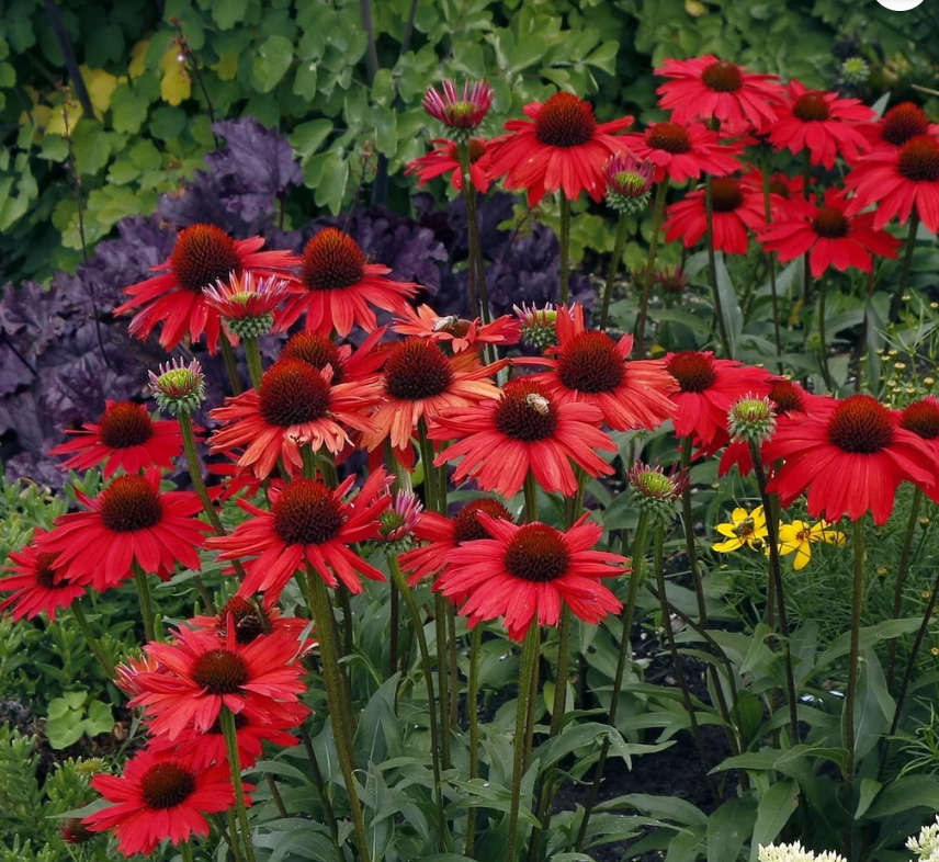 KISMET Red Coneflower