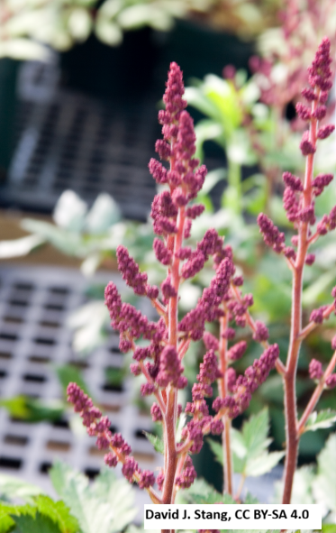 Chinese Astilbe 'Visions in Red'