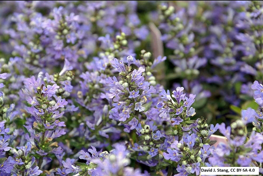 Chocolate Chip Bugleweed