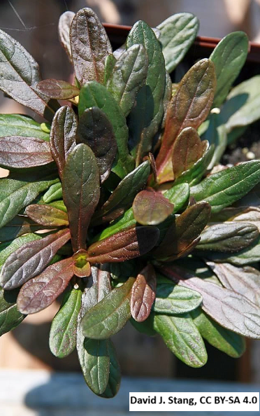 Chocolate Chip Bugleweed