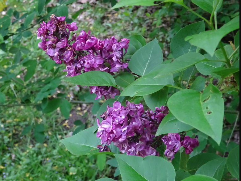 Common Lilac