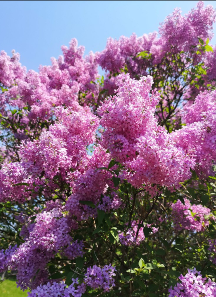 Common Lilac