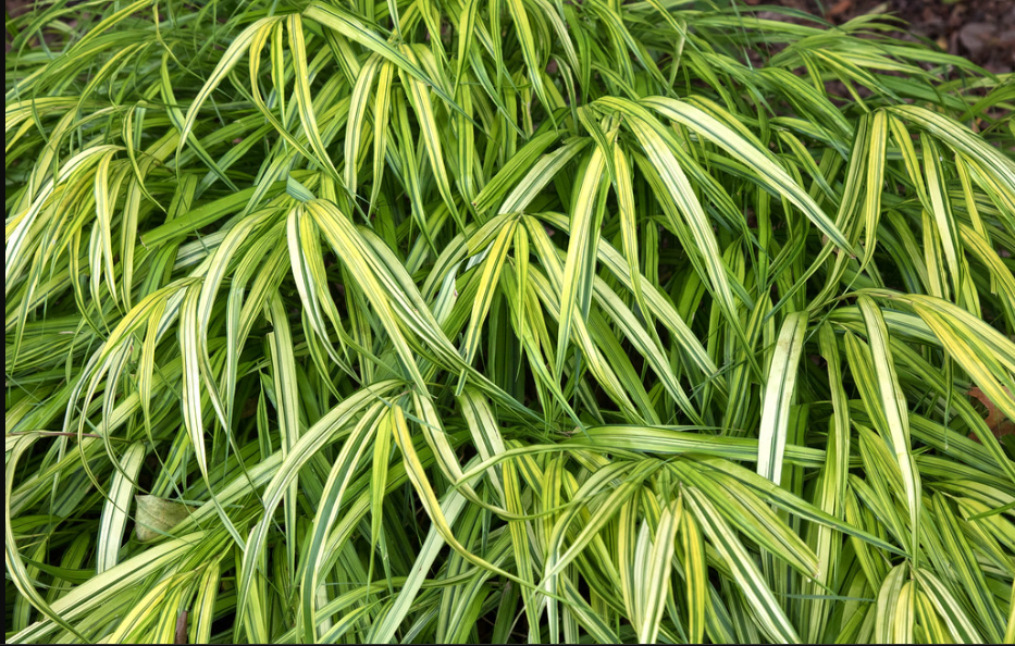 Golden Variegated Hakone Grass