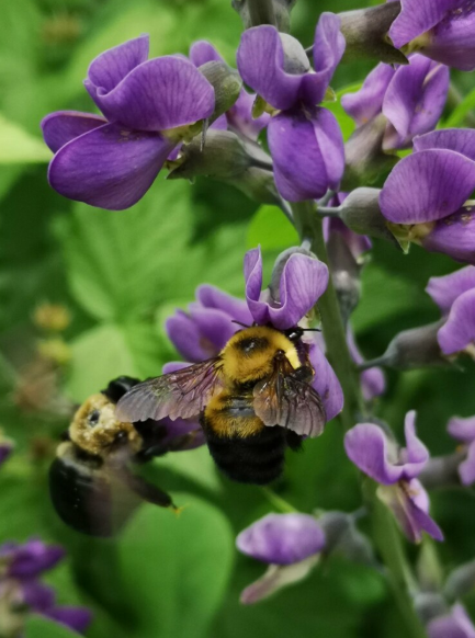 Blue False Indigo