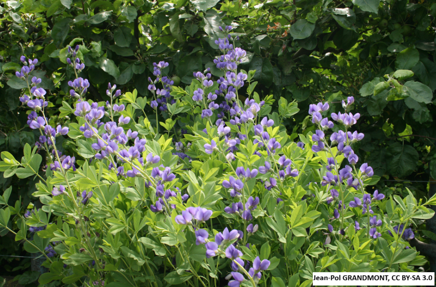 Blue False Indigo