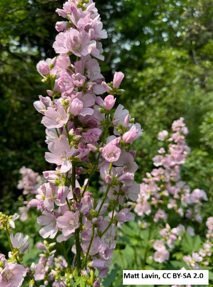 Streambank Globemallow / Mountain Hollyhock