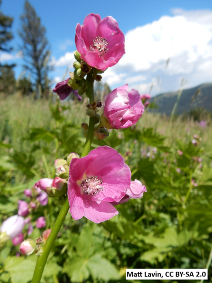 Streambank Globemallow / Mountain Hollyhock
