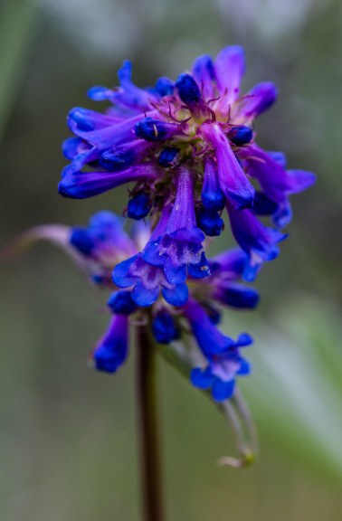 Little Flowered Penstemon