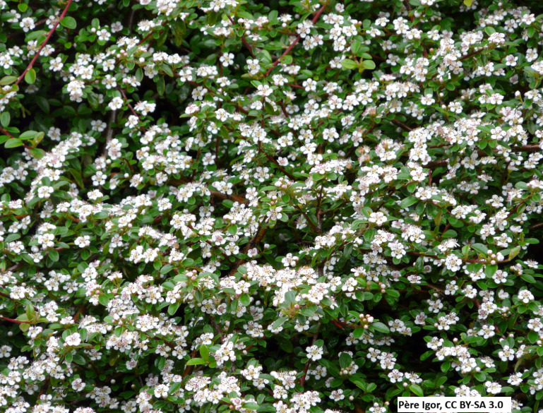 Bearberry Cotoneaster 'Coral Beauty'