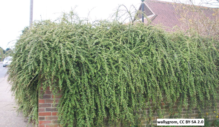 Bearberry Cotoneaster 'Coral Beauty'