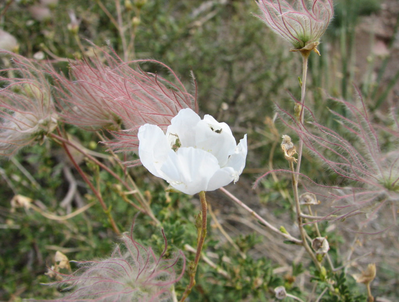 Apache Plume