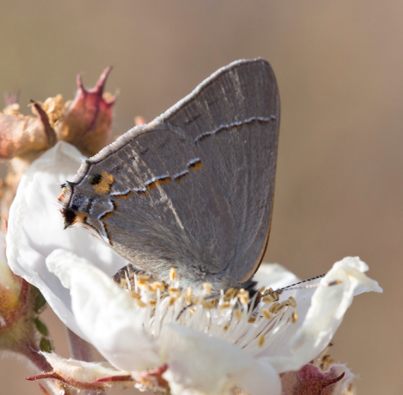 Apache Plume