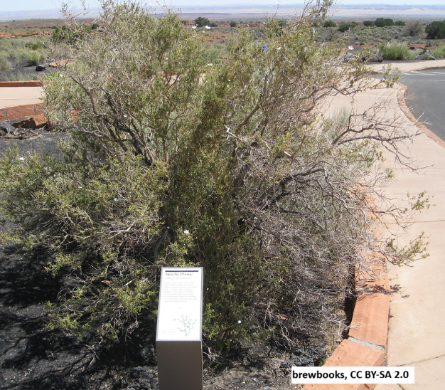 Apache Plume