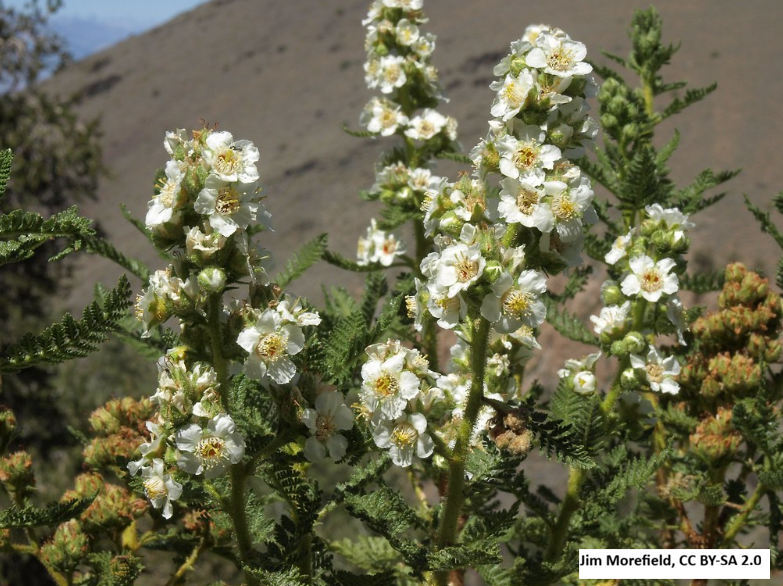 Fernbush (Desert Sweet)