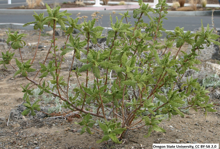 Fernbush (Desert Sweet)
