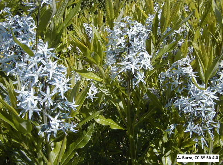 Eastern Blue Star (Blue Dogbane)
