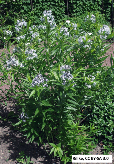 Eastern Blue Star (Blue Dogbane)