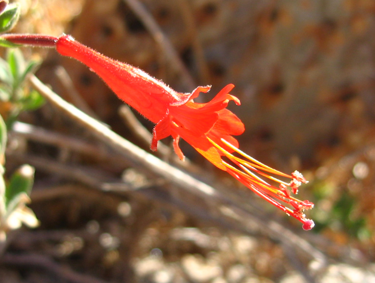 Creeping Hummingbird Trumpet