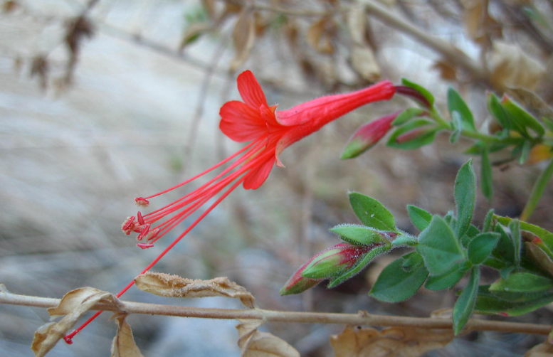 Creeping Hummingbird Trumpet