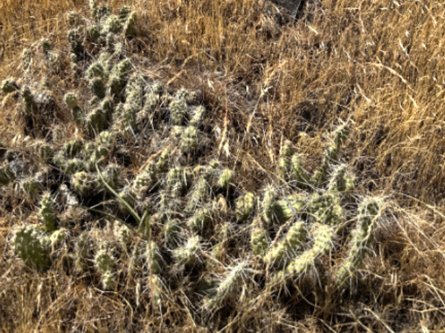 Columbia Prickly Pear