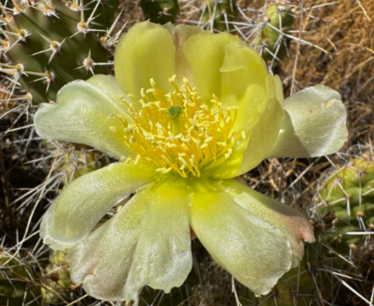 Columbia Prickly Pear