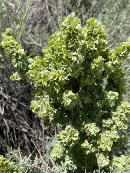 Fourwing Saltbush