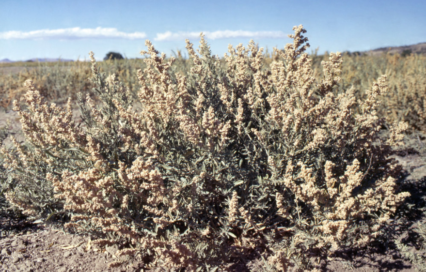 Fourwing Saltbush