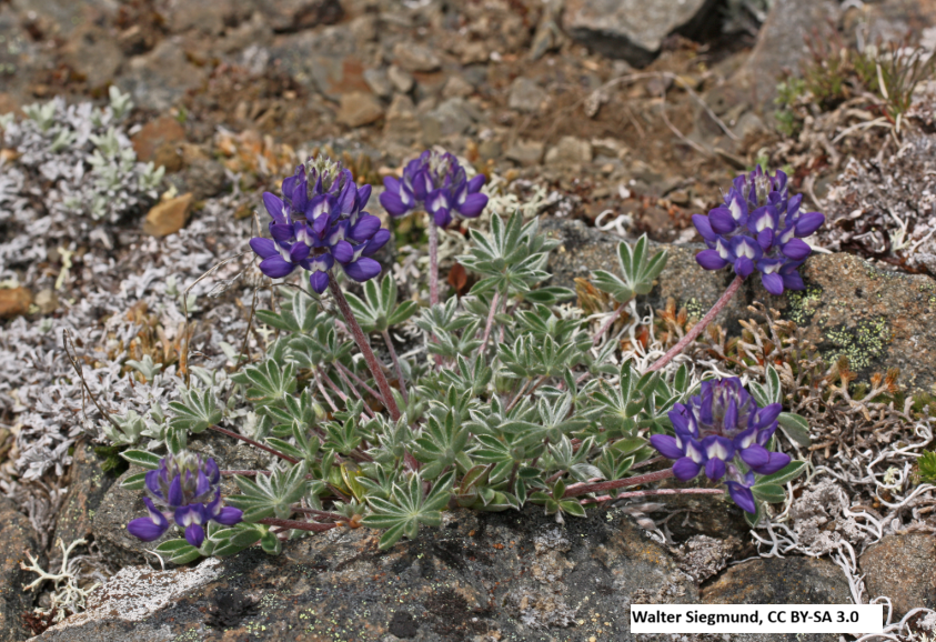 Prairie Lupine / Desert Lupine