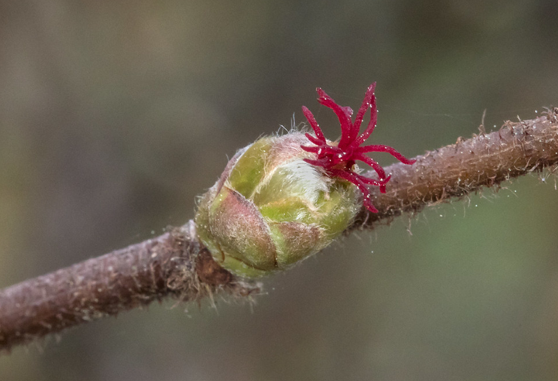 Beaked Hazelnut