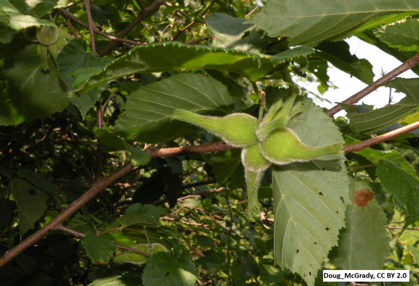 Beaked Hazelnut