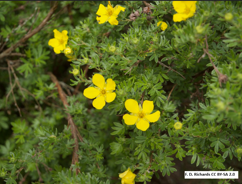 Shrubby Cinquefoil