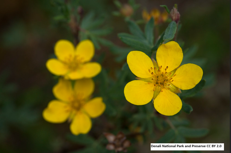 Shrubby Cinquefoil