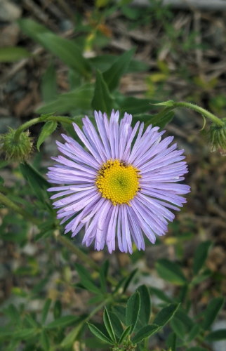 Showy Fleabane