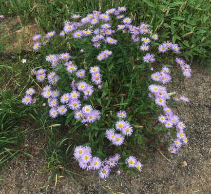 Showy Fleabane
