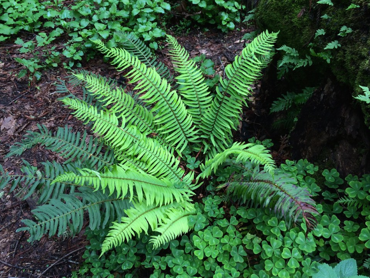 Sword Fern