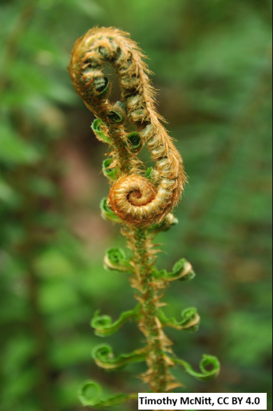 Sword Fern