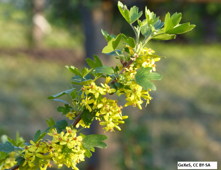 Golden Currant