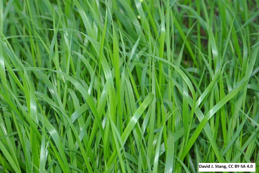 Sweetgrass